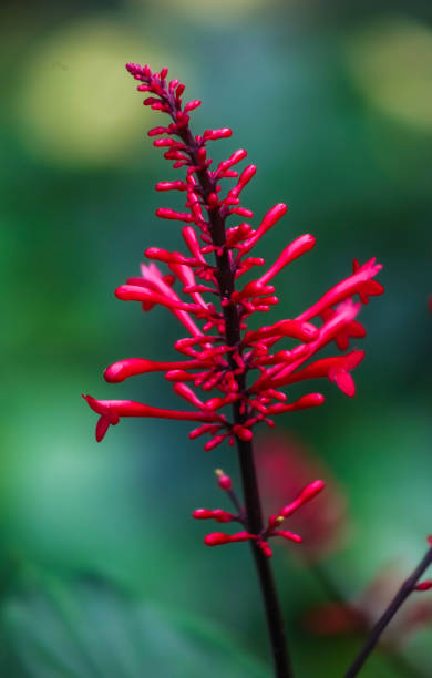 A Firespike bloom . Bright red . Vertical . Close up stock photo