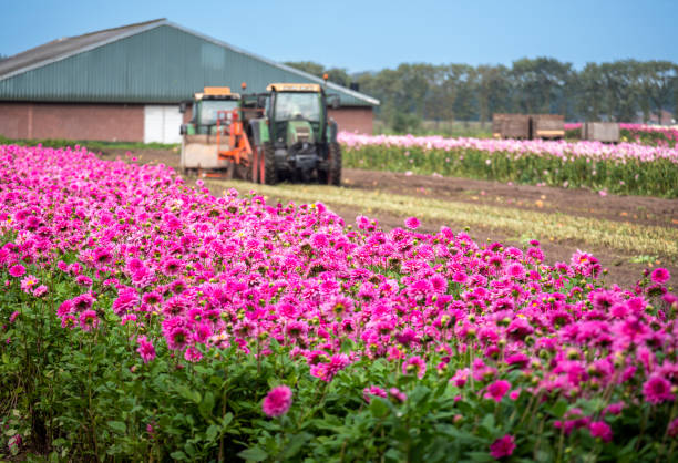 istock Harvesting Dahlia tubers 1447371425