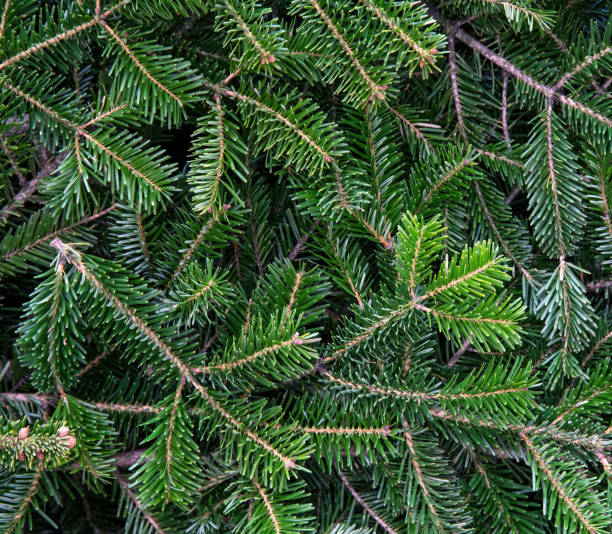istock Fir tree branch close up. Christmas background. Natural spruce needles. 1447371665