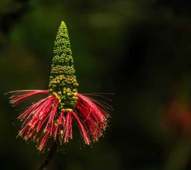 A Crimson Bottlebrush . Single early bloom . Vertical . Close up