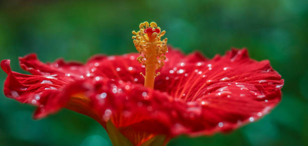 A red Chinese Hibiscus . Side view . Close up . Focus on stamen stock photo