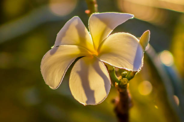 A white Plumaria . Single bloom . frontal view . Close up stock photo