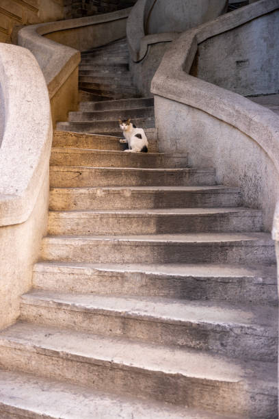 curioso gato callejero parado en escaleras de piedra - staircase steps istanbul turkey fotografías e imágenes de stock