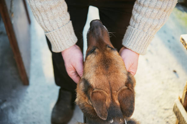 Portrait of a German Shepherd Dog on leash.