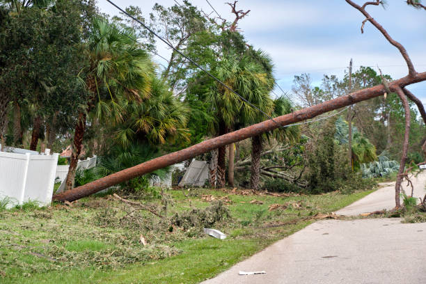 istock Fallen down big tree on power and communication lines after hurricane Ian in Florida. Consequences of natural disaster 1447377316