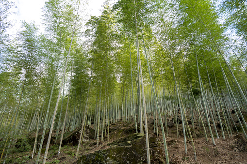 bamboo forest in the mountains
