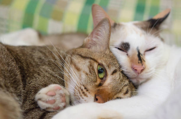 cute cat are sleep lazy
