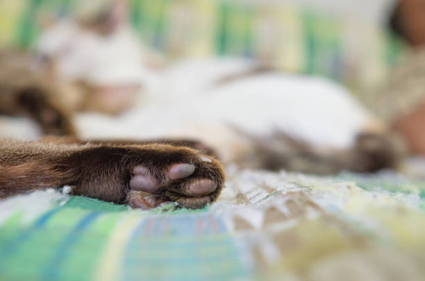 Close-up of sleeping cat paws, soft focus shot.