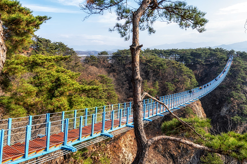 Sogeumsan Suspension birdge view with surrounding pine tree forest. Famous tourist attraction in Wonju, South Korea. Taken on November 12 2022