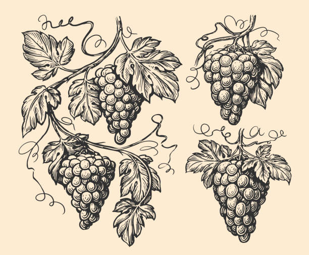 illustrations, cliparts, dessins animés et icônes de vigne, grappes et feuilles dessinées à la main. croquis de décor de motif de vigne. illustration vectorielle vignoble gravure vintage - grape bunch fruit stem