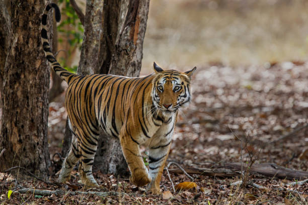 istock Bengal Tiger in Bandhavgarh National Park 1447386538
