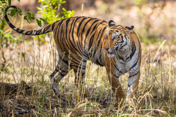 istock Bengal Tiger in Bandhavgarh National Park 1447386551
