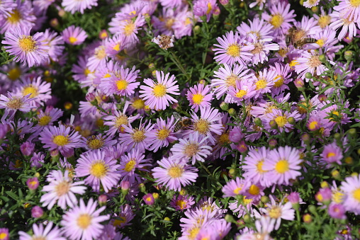 Aster is a perennial flowering plant