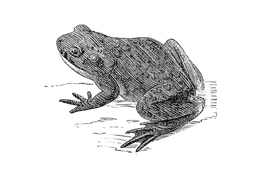 Oriental fire-bellied toad (Bombina orientalis)
