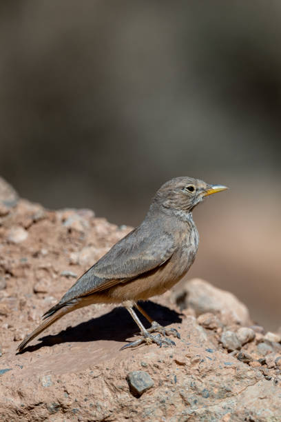 istock Desert lark, Ammomanes deserti. A common desert bird. 1447387873