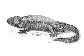 istock Ribbed newt (Pleurodeles waltl) 1447388744