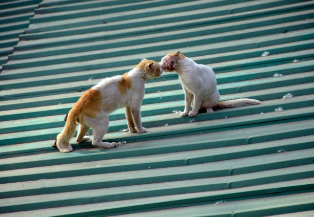 Howrah,west Bengal, the moment when the two male Indian cats are about to fight with each other on a roof top.
