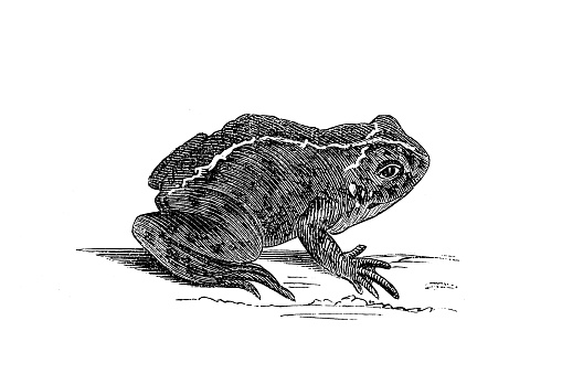 Natterjack toad, Bufo calamita