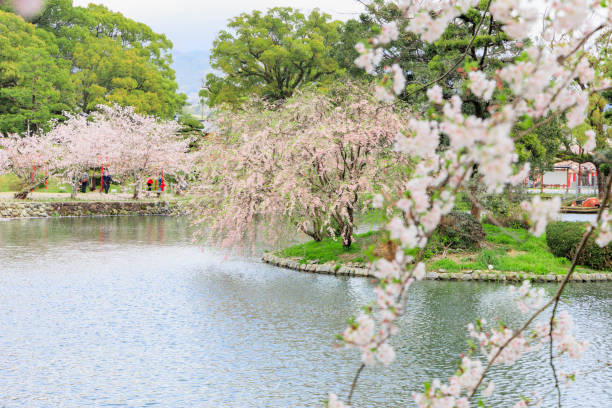 istock Cherry blossom in Japan 1447389171