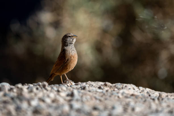 istock House bunting, Emberiza sahari, Morocco. 1447390523