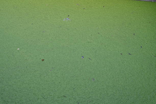 Green layer of algae in stay water as background with a lot of copy space observed from top.