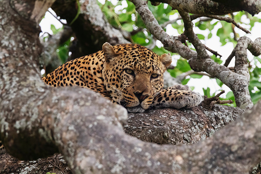 Photo of a leopard resting on a tree at the Maasai Mara National Reserve in Kenya, África.
