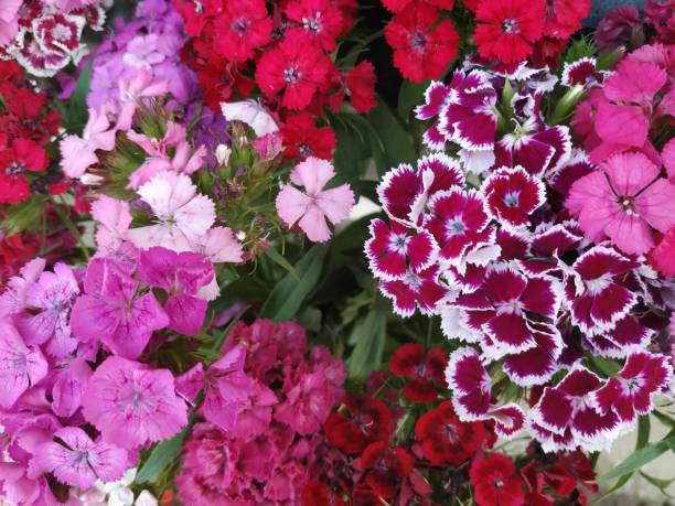 istock Sweet Wiliam Flower 1447393726