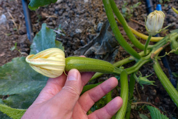 istock fresh zucchini in the garden, fresh vegetable zucchini, newly developing zucchini, 1447394643