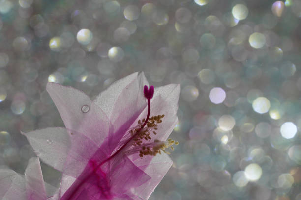 Christmas cactus schlumbergera in pink blossom in full bloom