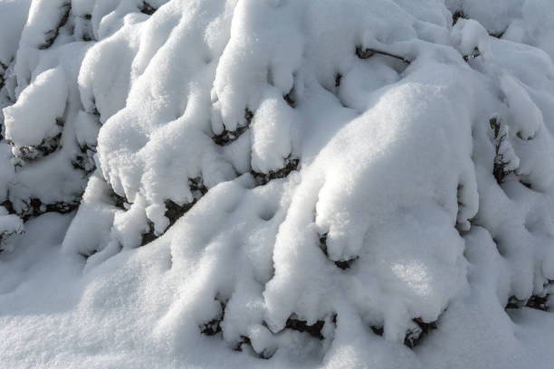istock Bushes are covered with snow after a snowfall 1447397619