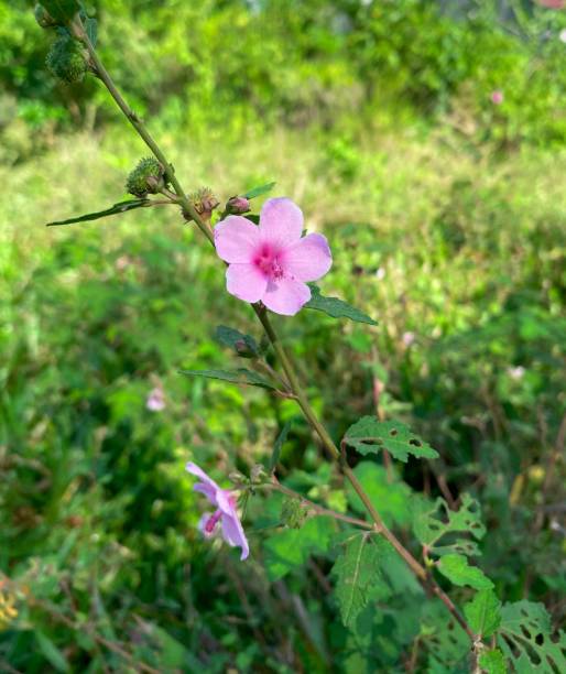Beautiful Urena Lobata Flower blooms in the middle of the bush or garden at afternoon Beautiful Urena Lobata Flower blooms in the middle of the bush or garden at afternoon urena lobata photos stock pictures, royalty-free photos & images