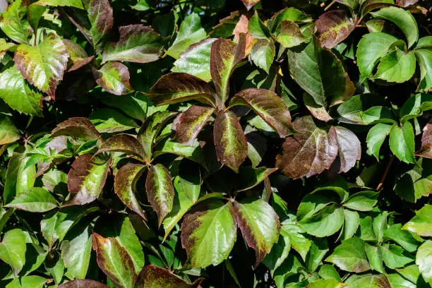 Photo of Minimalist monochrome background with many large brown and green leaves o  Parthenocissus quinquefolia plant, known as Virginia creeper, five leaved ivy or five-finger, in a garden in an autumn day
