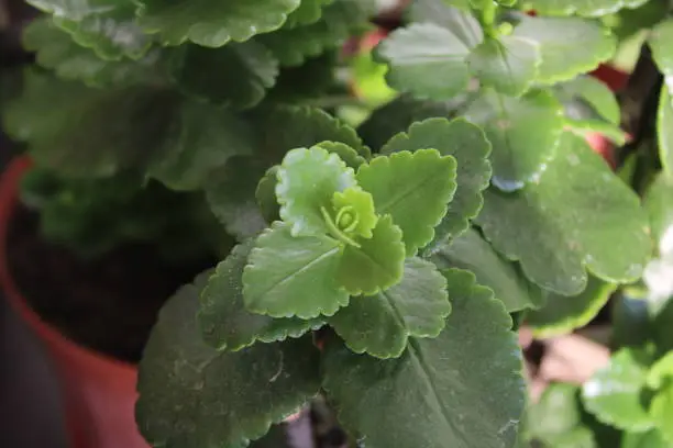 Kalanchoe blossfeldiana is an herbaceous and widely cultivated houseplant of the genus Kalanchoe, native to Madagascar.