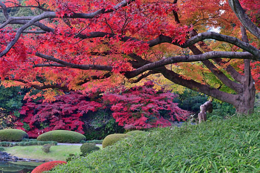 Beautiful autumn foliage of Japanese maple and other trees in Tokyo public parks.