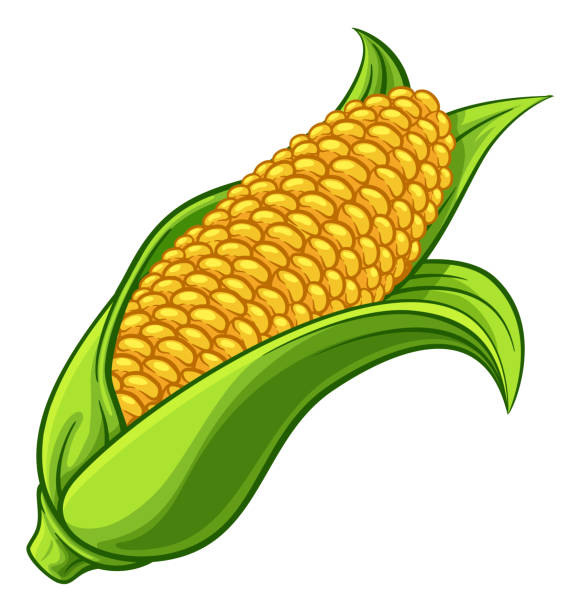 ilustrações de stock, clip art, desenhos animados e ícones de sweet corn ear maize cob cartoon illustration - corn on the cob corn corn crop white background