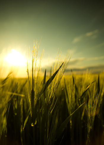 A field with plants