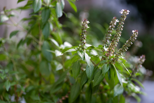 Thai basil is a type of basil with an anise or black licorice flavor that's native to Southeast Asia. It has a purple stem, purple flowers, and thin, dark green leaves.