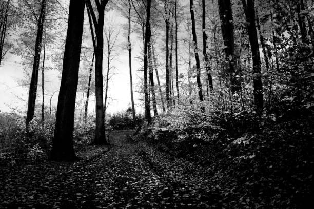 istock Forest path in autumn in monochrome 1447411376