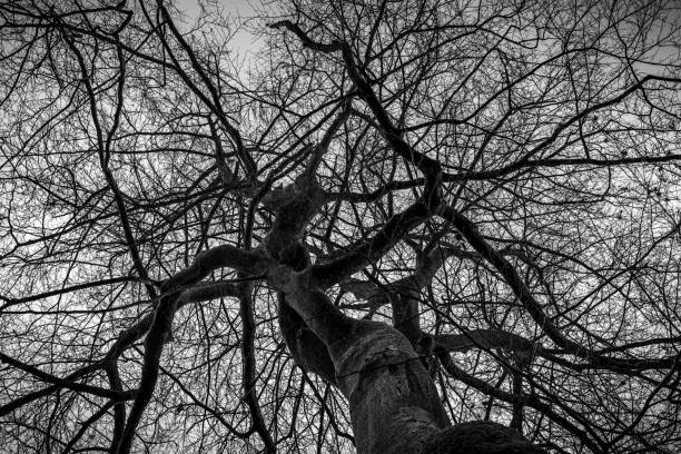istock Tree in autumn in monochrome 1447411466