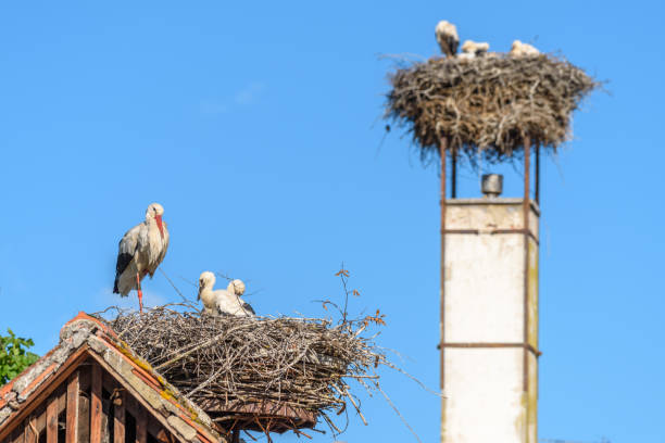 istock White stork whith chicks on the nest in a village in spring. 1447412504