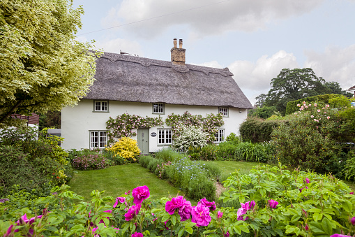 Rose Cottage, Fulbourn, Cambridgeshire England - May 30 2018: Beautiful chocolate box thatch village home with numerous open flowers and climbing roses typical of an idyllic pretty cottage garden viewed from public highway.