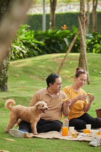 Senior couple with small dog enjoying picnic in park