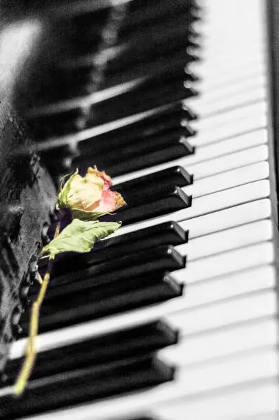 Selective color picture of a dying rose lying on pianokeys.