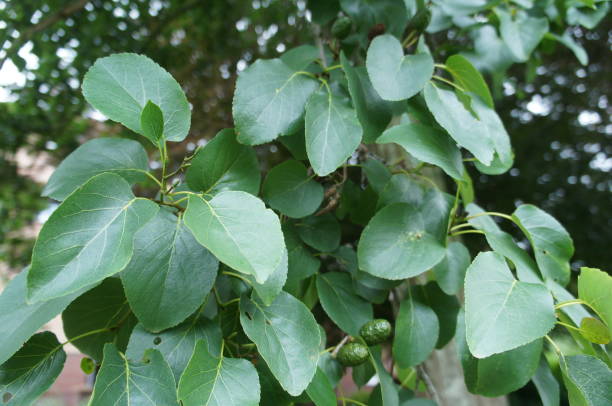 istock Italian alder - Leaves 1447416067