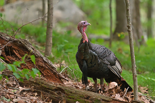 Male wild turkey in deep woods, looking over shoulder, with a boulder in the background. Taken in August in Connecticut's Litchfield Hills.