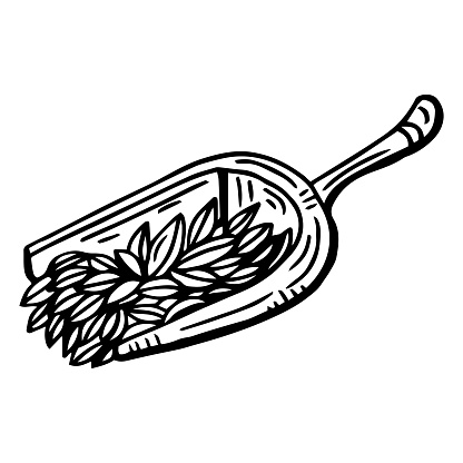 Wooden scoop. Wooden scoop with oat grains. Sketchy hand-drawn vector illustration.