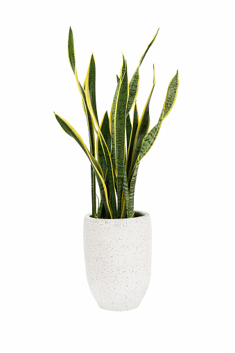 Dracaena trifasciata (Sansevieria laurentii or Snake Plant) in high detail cement pot isolated on white background with clipping path.Air purifying plants.