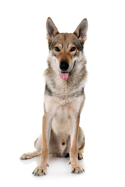 istock czechoslovakian wolf dog 1447419361