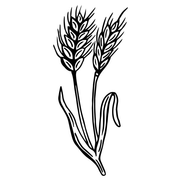 손으로 벡터 스케치 맥아를 그립니다. 보리의 귀를 양조하기위한 원료. 펍 메뉴. 보리의 귀가 있는 옥토버페스트 컨셉. - oat farm grass barley stock illustrations