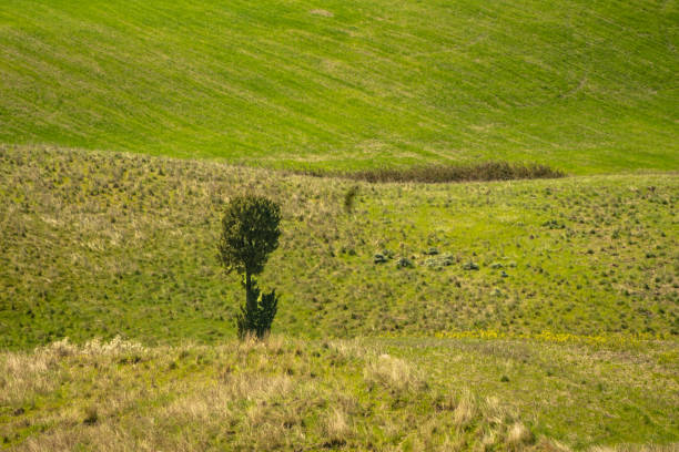 istock characteristic rural scene with an isolated tree 1447419397